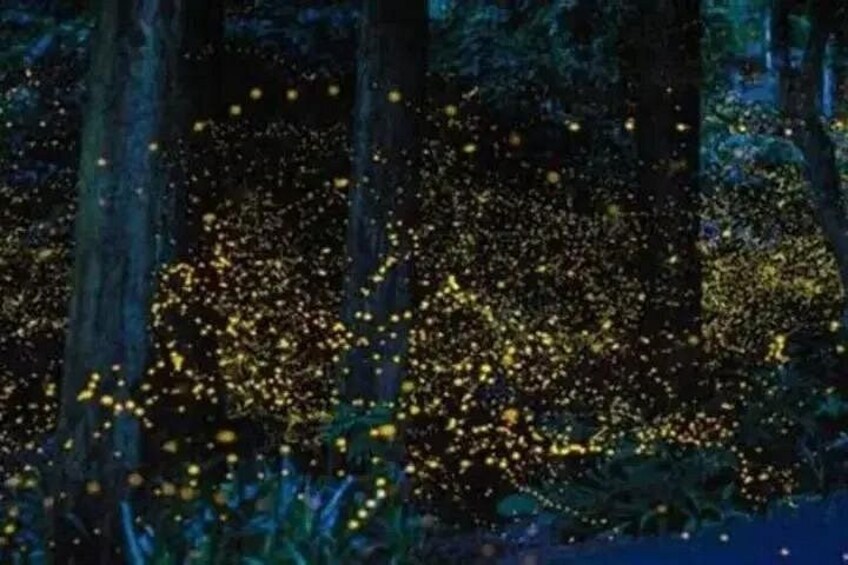 Een bos 's nachts, met talloze vuurvliegjes die een lichtgevend effect veroorzaken. 1