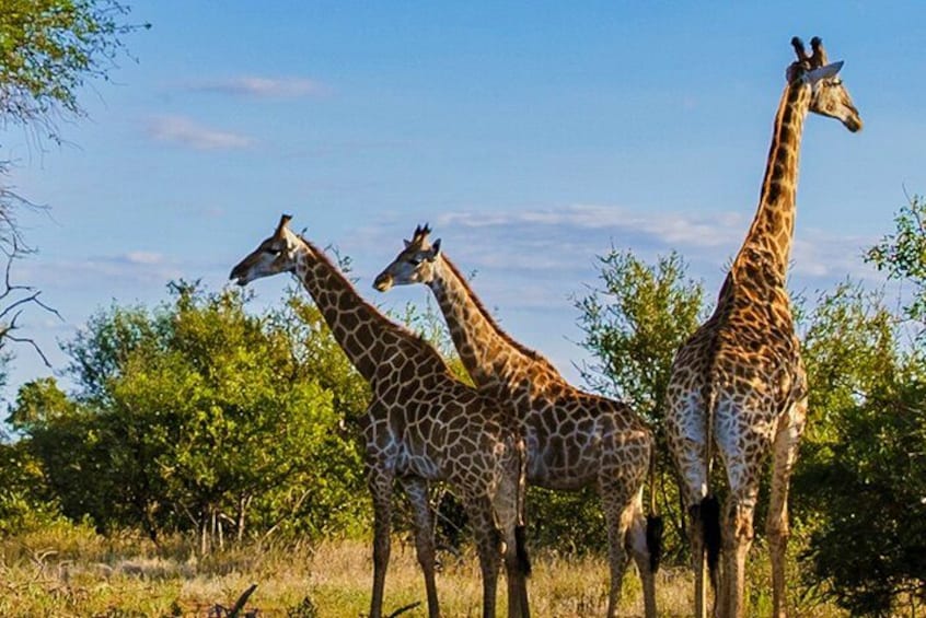 Three giraffes standing in a natural landscape with trees and a clear sky. 3