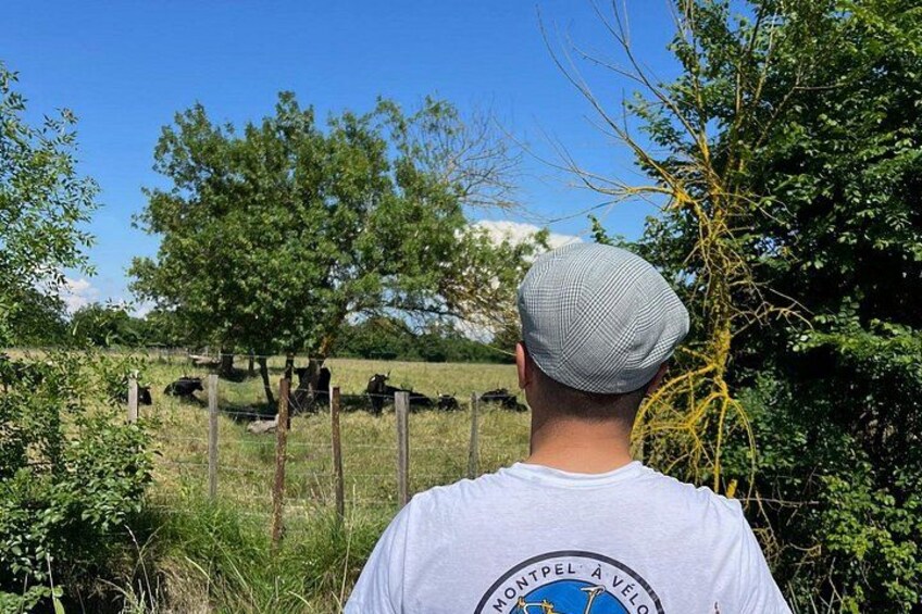Montpellier Guided Ride in Little Camargue by Electric Bike 2