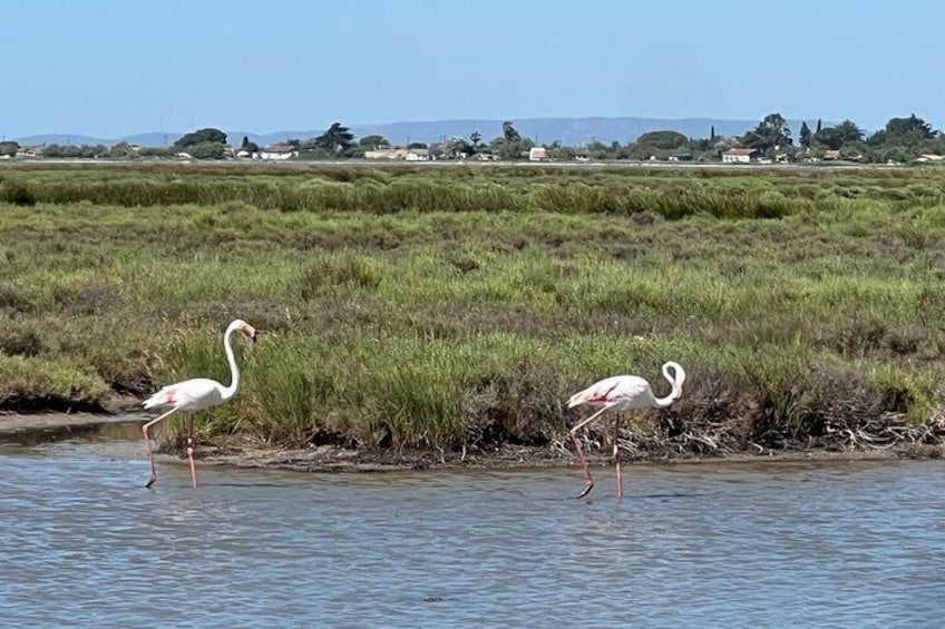 Montpellier Guided Ride in Little Camargue by Electric Bike 3