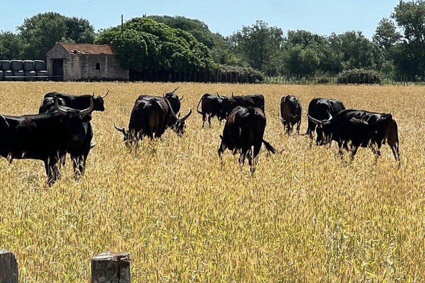 Montpellier Guided Ride in Little Camargue by Electric Bike 5