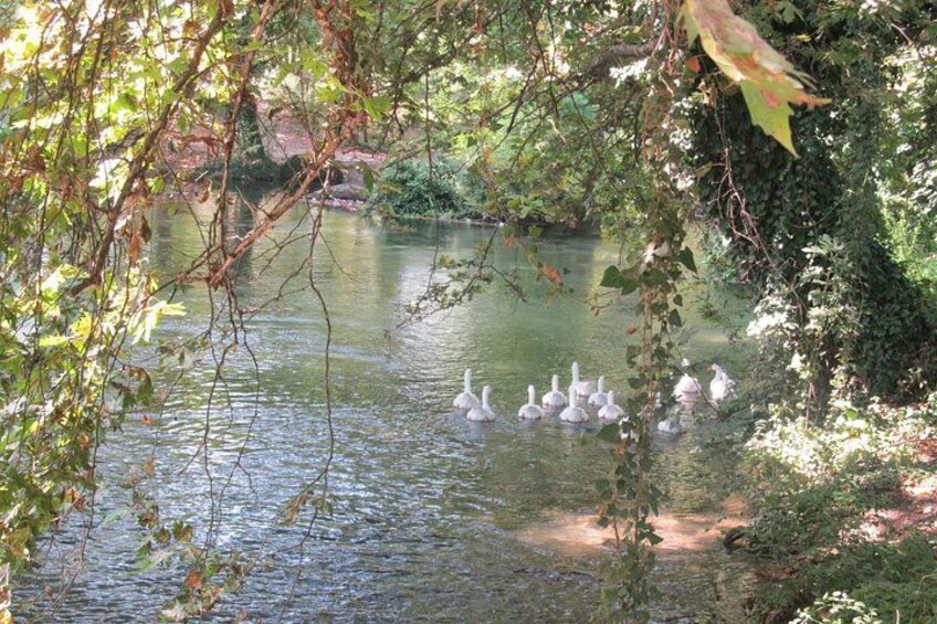 Un grupo de gansos nadando en un río rodeado de árboles. 3