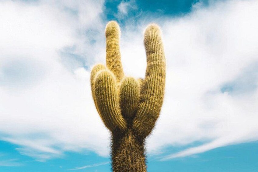 A large cactus against a clear blue sky. 1