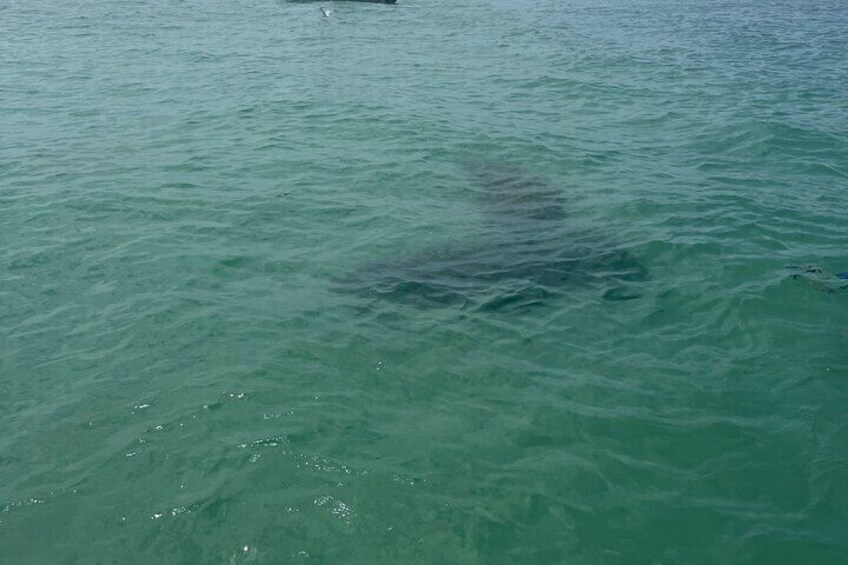Un requin nageant dans une eau verte et limpide. 1
