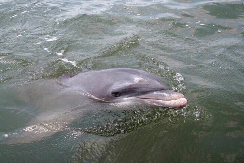 Een dolfijn zwemt in het water. 2