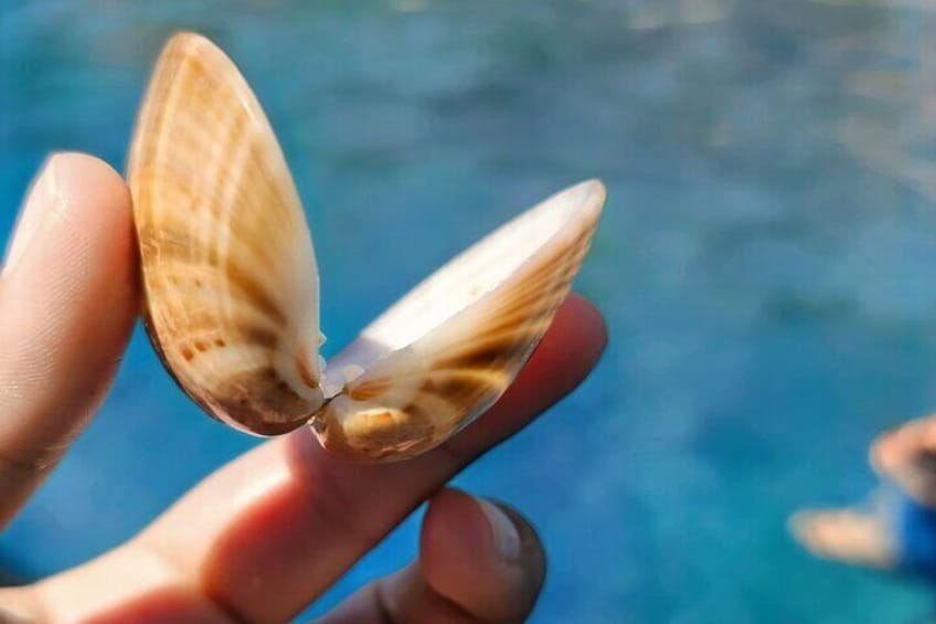 A hand holding a clamshell with a blue background. 3