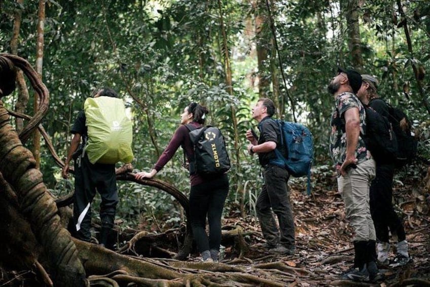 Een groep mensen wandelt door een bos met bomen en een omgevallen boomstronk. 2