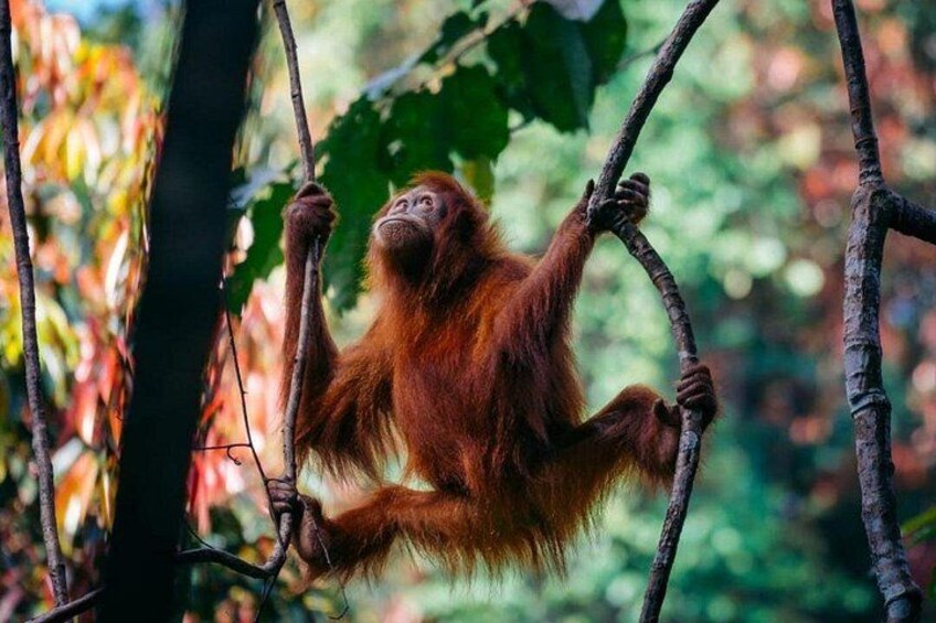 1 Day Ethical Jungle Trekking 2