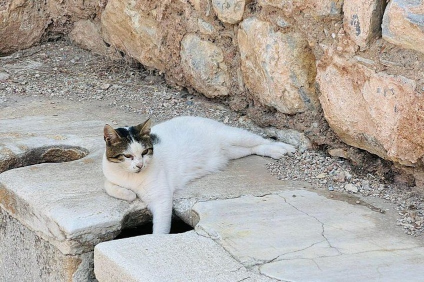 A cat lying on stone steps near a rocky wall. 4
