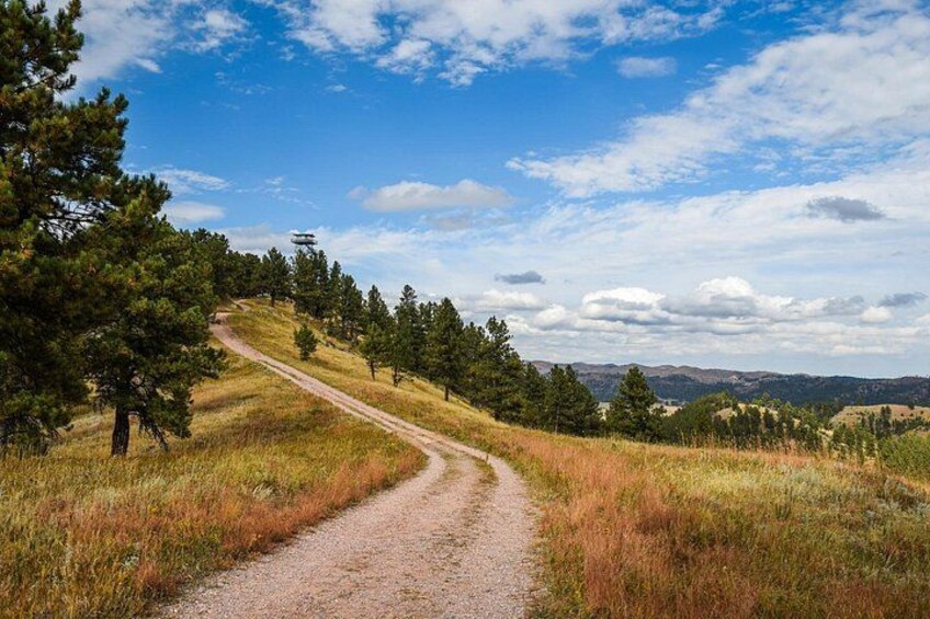 A dirt road winding through a grassy landscape with pine trees and a clear blue sky. 3