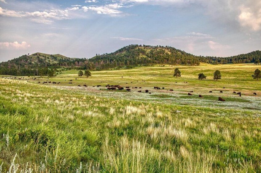A grassy field with cows grazing, rolling hills, and scattered trees in the background. 4