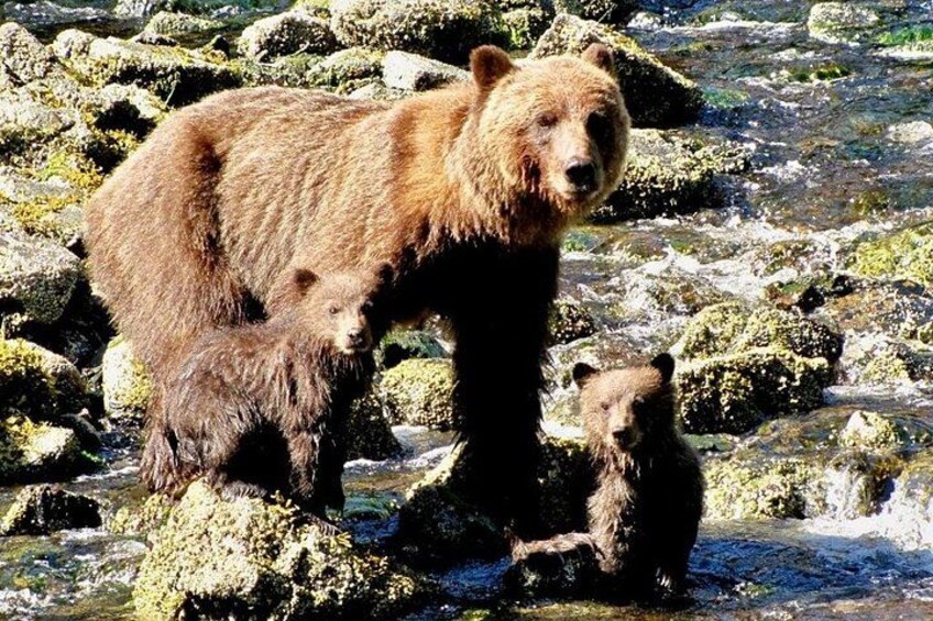 Private Bear Viewing at Waterfall Creek 4