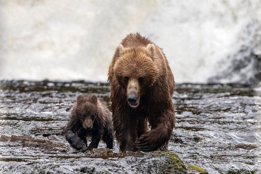Private Bear Viewing at Waterfall Creek 3