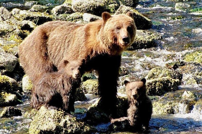 Private Bear Viewing at Waterfall Creek 5