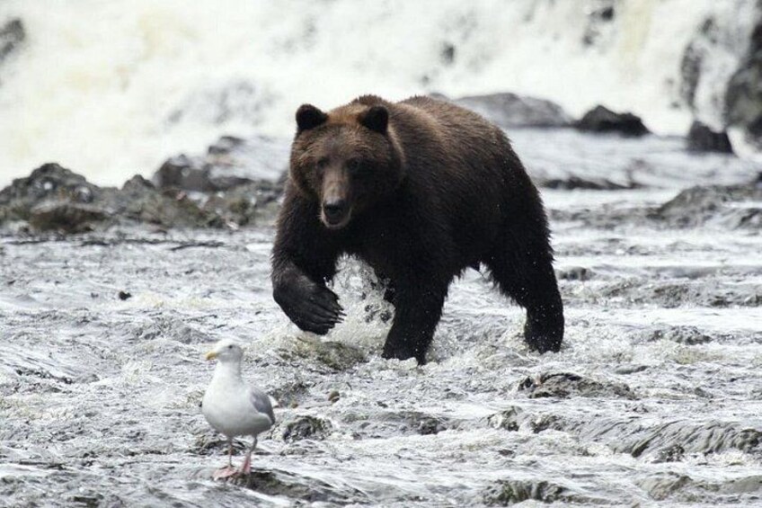 Private Bear Viewing at Waterfall Creek 1