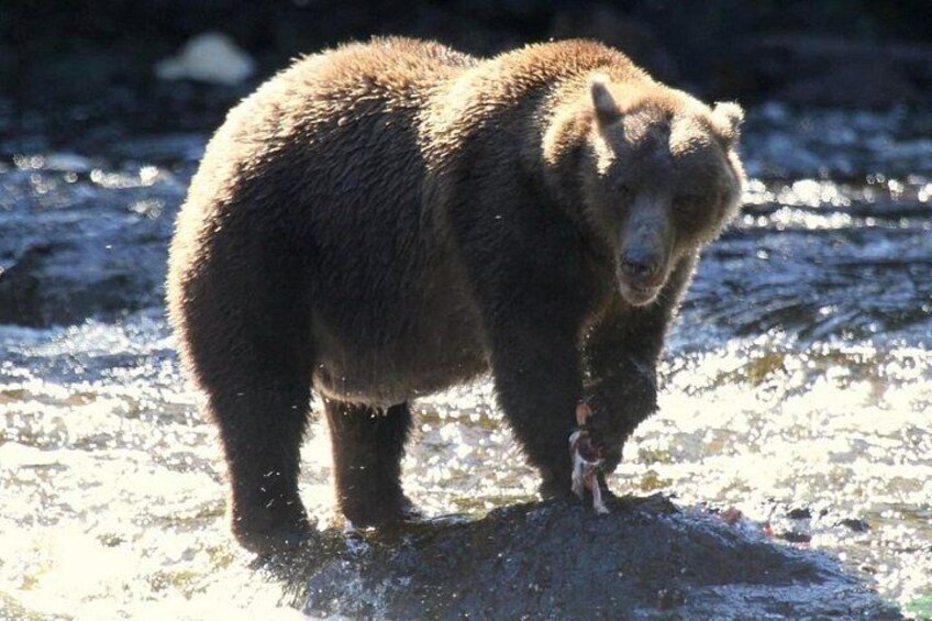 Private Bear Viewing at Waterfall Creek 2