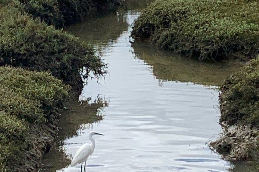 3H Passeio Guiado em Bicicleta no Parque Natural da Ria Formosa 5