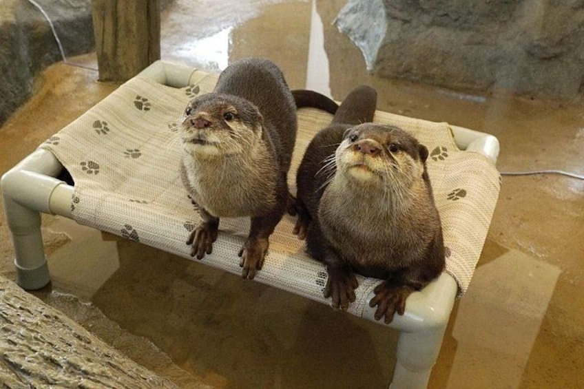 Come watch the adorable Asian small-clawed otters up close 2