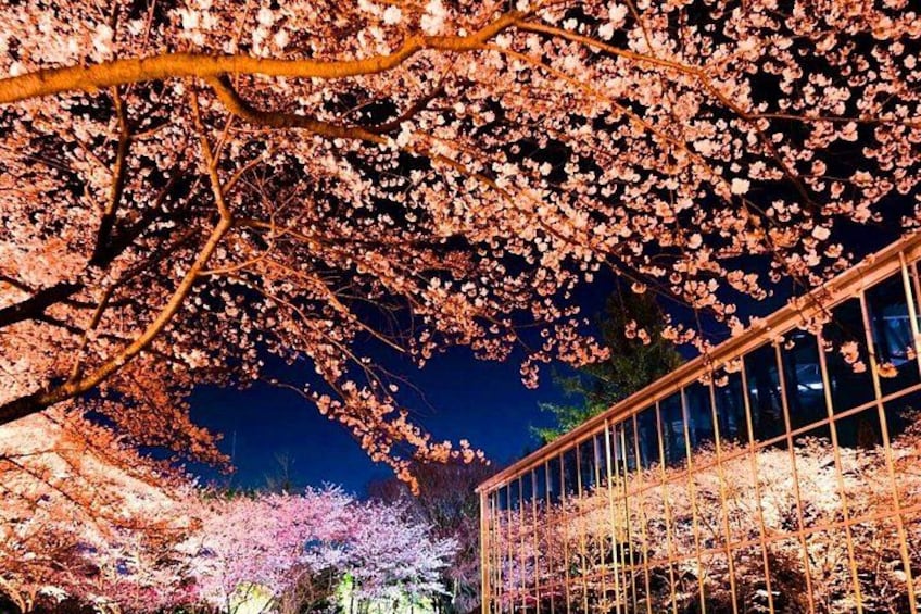 Enjoy the spectacular view of the flowers lit up in the night 5