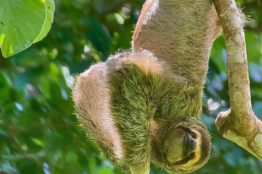 Manuel Antonio Guided Tour of Nature and Beaches 1