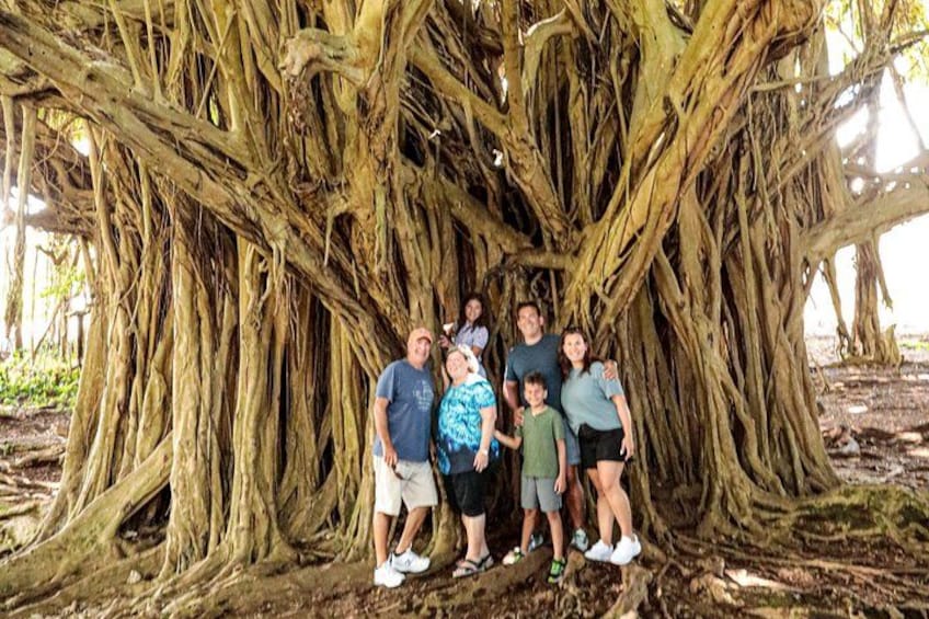 A group of people standing under a large tree with extensive roots. 3