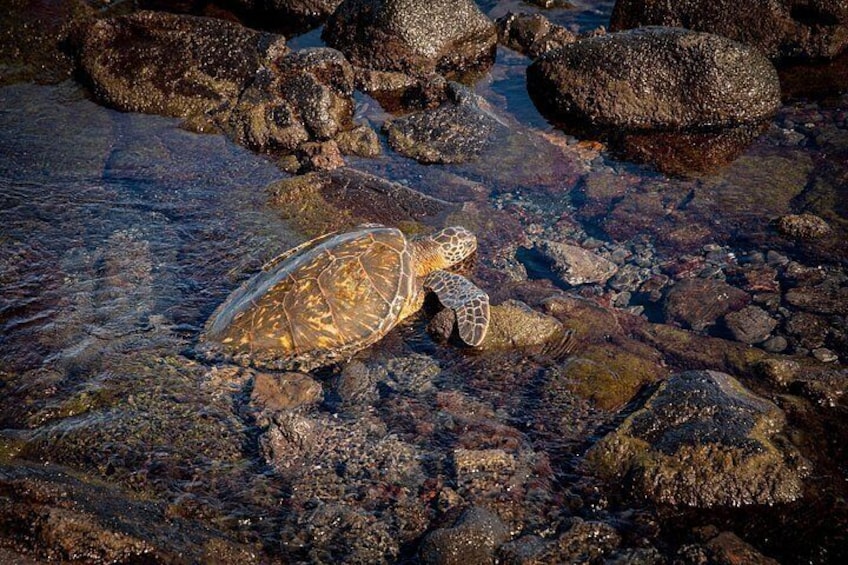 Black Sand Beach 5