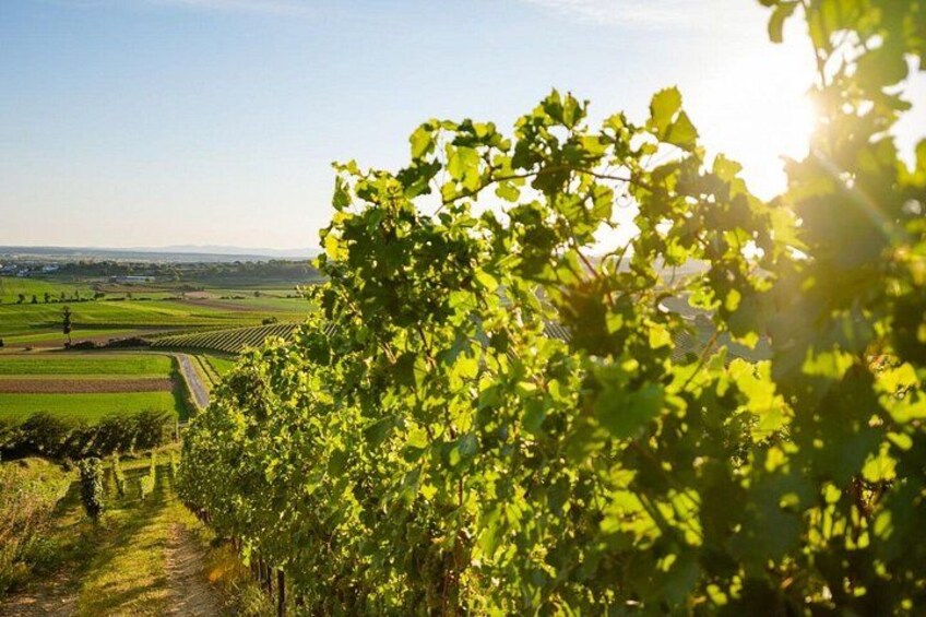 A vineyard with rows of grapevines under a clear sky. 2