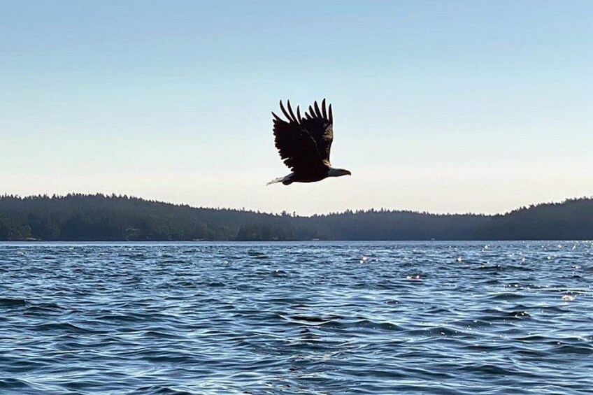 3 Hour Kayaking Tours from Friday Harbor 3