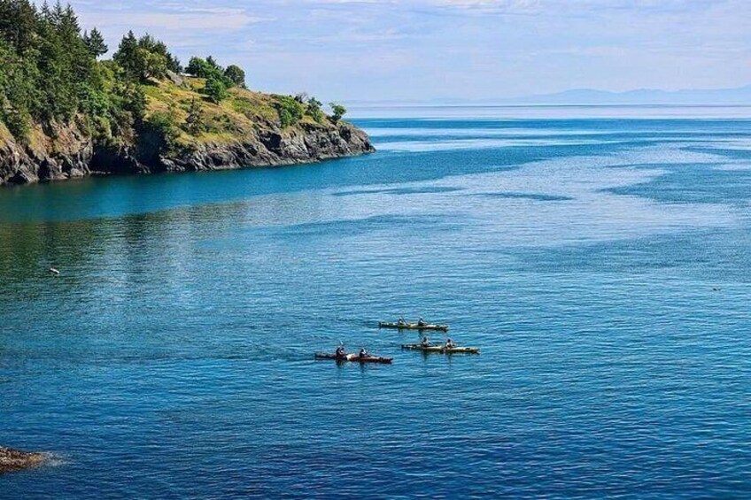 3 Hour Kayaking Tours from Friday Harbor 3