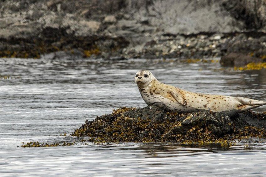 3 Hour Kayaking Tours from Friday Harbor 4
