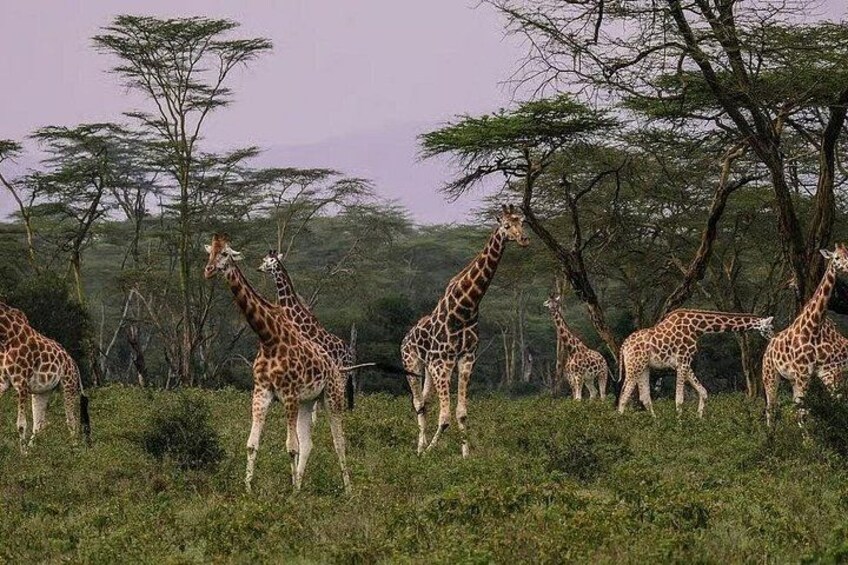 Lake Nakuru day trip from Nairobi 5