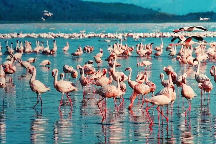 Lake Nakuru day trip from Nairobi 1