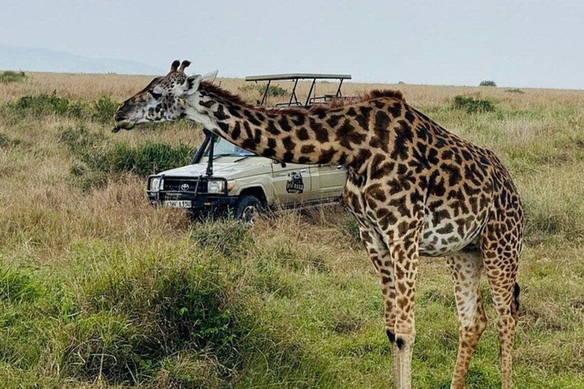 Lake Nakuru day trip from Nairobi 2