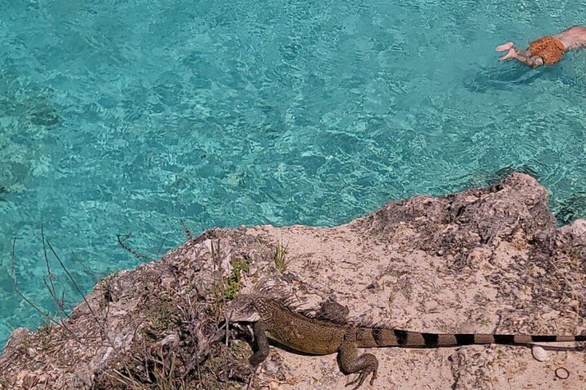 Curacao Beach Hopping, Turtles, Kenepa and Cas abou 3