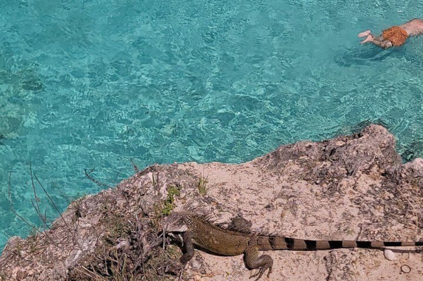 Curacao Beach Hopping, Turtles, Kenepa and Cas abou 3
