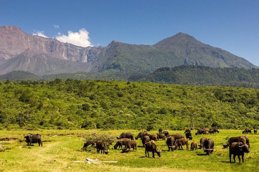 4 Days Aberdare and Samburu Safari on 4x4 Land Cruiser Jeep 4