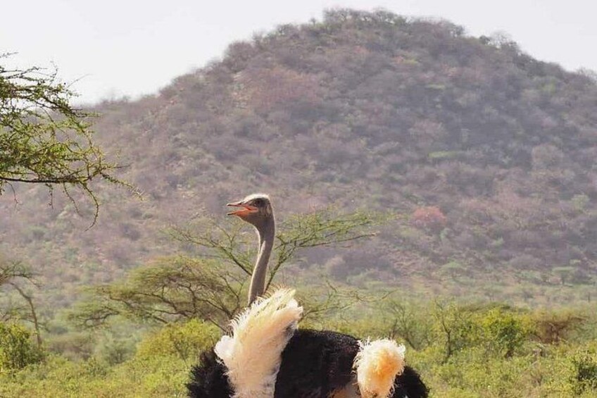 4 Days Aberdare and Samburu Safari on 4x4 Land Cruiser Jeep 2