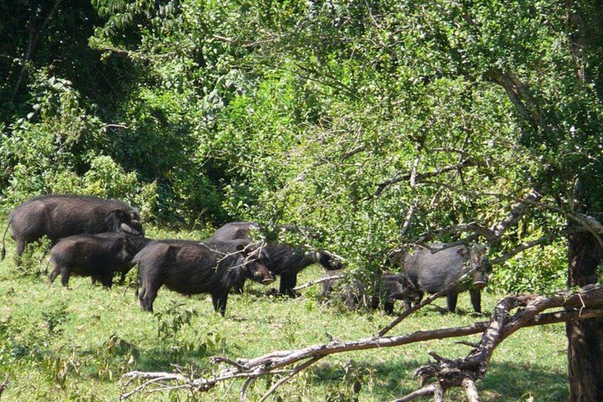 A herd of buffalo grazing in a grassy field with trees in the background. 2