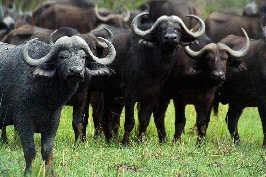 Una manada de búfalos negros con grandes cuernos curvados en un campo de pasto. 4
