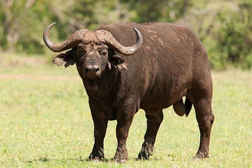 Un gran búfalo marrón oscuro con cuernos curvados notables, de pie en un campo cubierto de hierba. 3