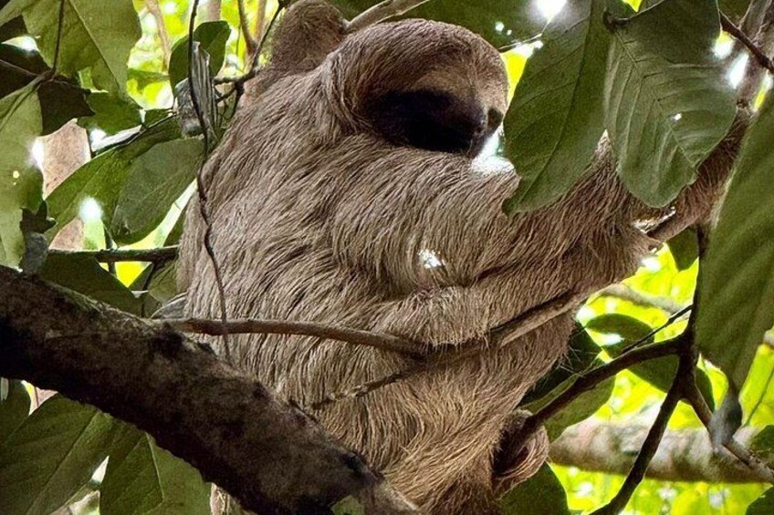 Sloth Observation and Tropical Fruit Tasting Hike 1