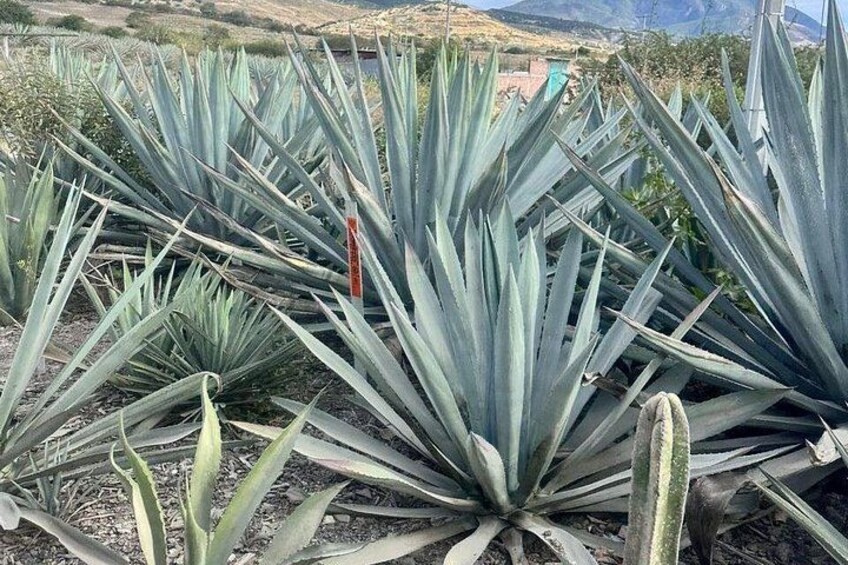 A field of agave plants with a mountainous landscape in the background. 1