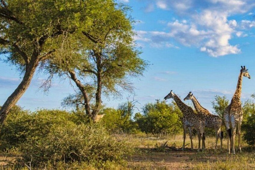 Giraffes in a natural landscape with trees and shrubs. 3