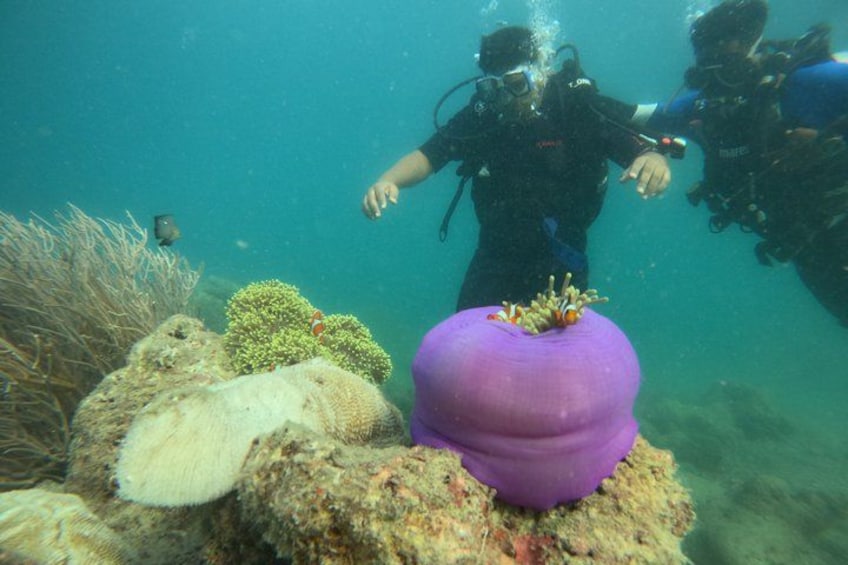 Divers underwater near coral formations with a purple object on a rock. 5