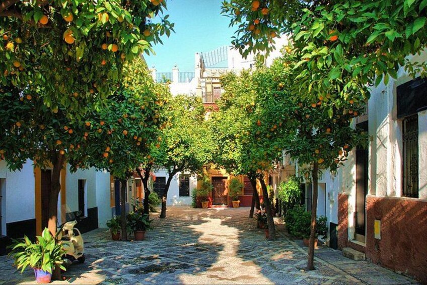 Seville guided tour Alcazar Cathedral Giralda and Santa Cruz 2