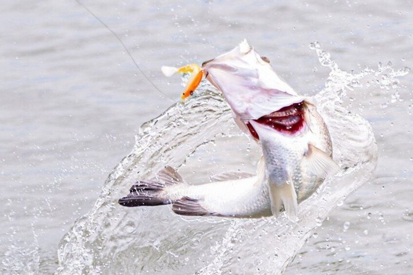 Hooked On Barra - Land Based Barramundi Fishing 1