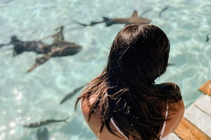 A person in a swimsuit by a pool with sharks swimming nearby. 2