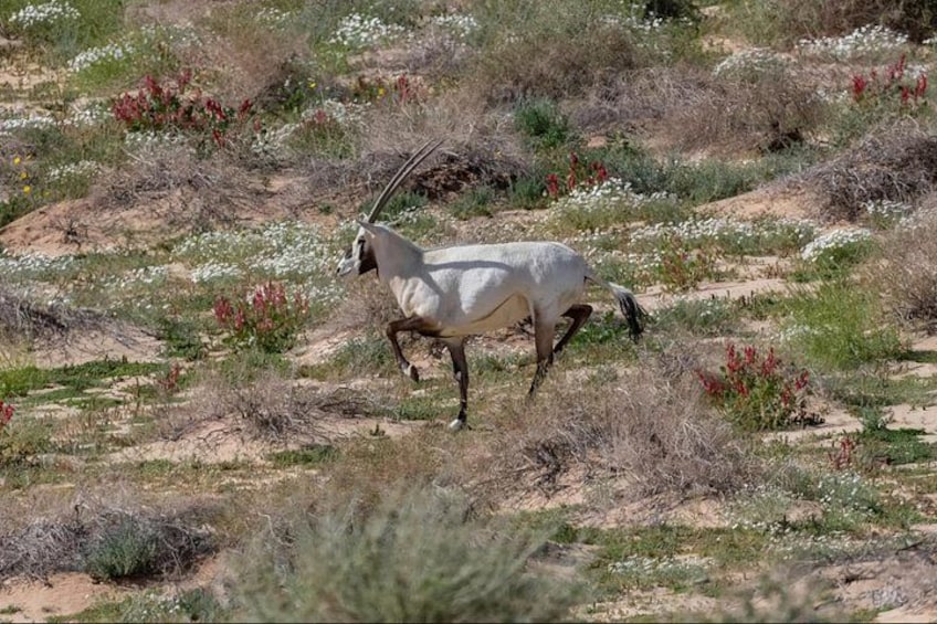 Familiarize Yourself with Reserve & its Animals 1
