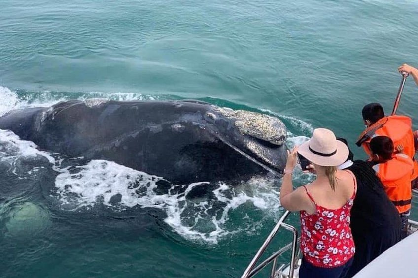 Whale Watching Tour- Hotel Pickup/Dropoff from CAPE TOWN. 1