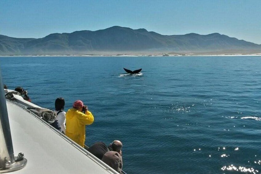 Whale Watching Tour- Hotel Pickup/Dropoff from CAPE TOWN. 3